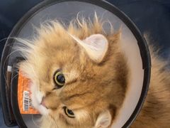 -艾吉宠物医院·疑难杂症转诊中心·猫友好(碧江路院)