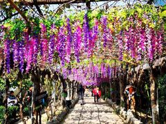 -呀路古热带植物园