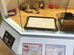 -永旺(大阪巨蛋城店)