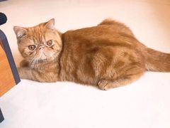 -飞行喵MR PILOT|猫舍·猫咖(静安大融城店)