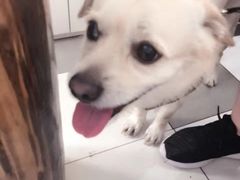 -荣耀金沙动物医院(清江西路店)