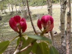 android_upload_pic-石卡雪山