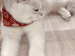 -飞行喵MR PILOT|猫舍·猫咖(静安大融城店)