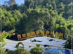 -西双版纳原始森林公园