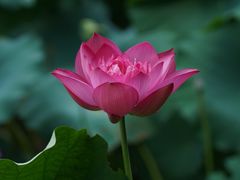 -深圳市中科院仙湖植物园