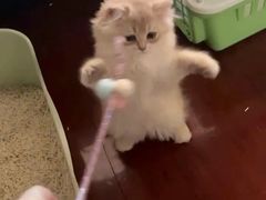 -猫十亿·布偶金渐层·曼基康矮脚猫舍(青年路店)