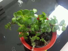 android_upload_pic-左邻右舍褡裢火烧(石榴园店)