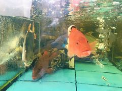 -景好海鲜餐厅(大鹏必选旅游店)