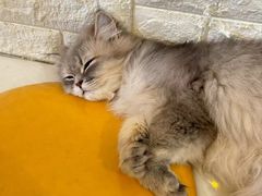 -平行世界·猫咖(首经贸店)