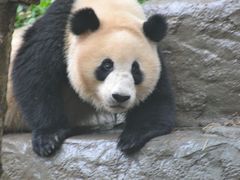 -中国大熊猫保护研究中心雅安碧峰峡基地