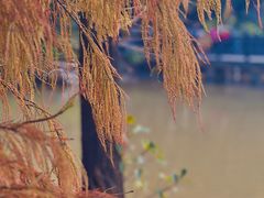 -海珠湖公园