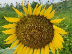 -光明小镇欢乐田园