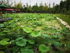 -洪湖家庭农场·团建·露营·会议