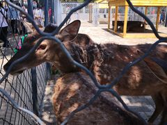 -长白岛森林公园