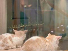 -飞行喵MR PILOT|猫舍·猫咖(静安大融城店)