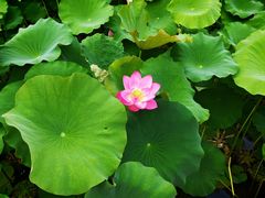 -陶辛水韵