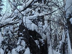 -汤旺河林海奇石景区