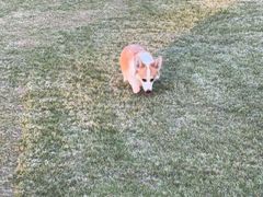 -宠颐生宠物医院·犬猫全科·皮肤科(商业街店)