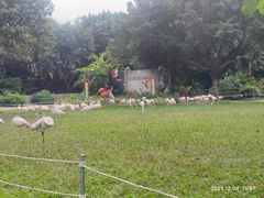 -广州长隆飞鸟乐园