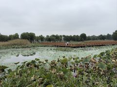 -洪湖生态旅游区