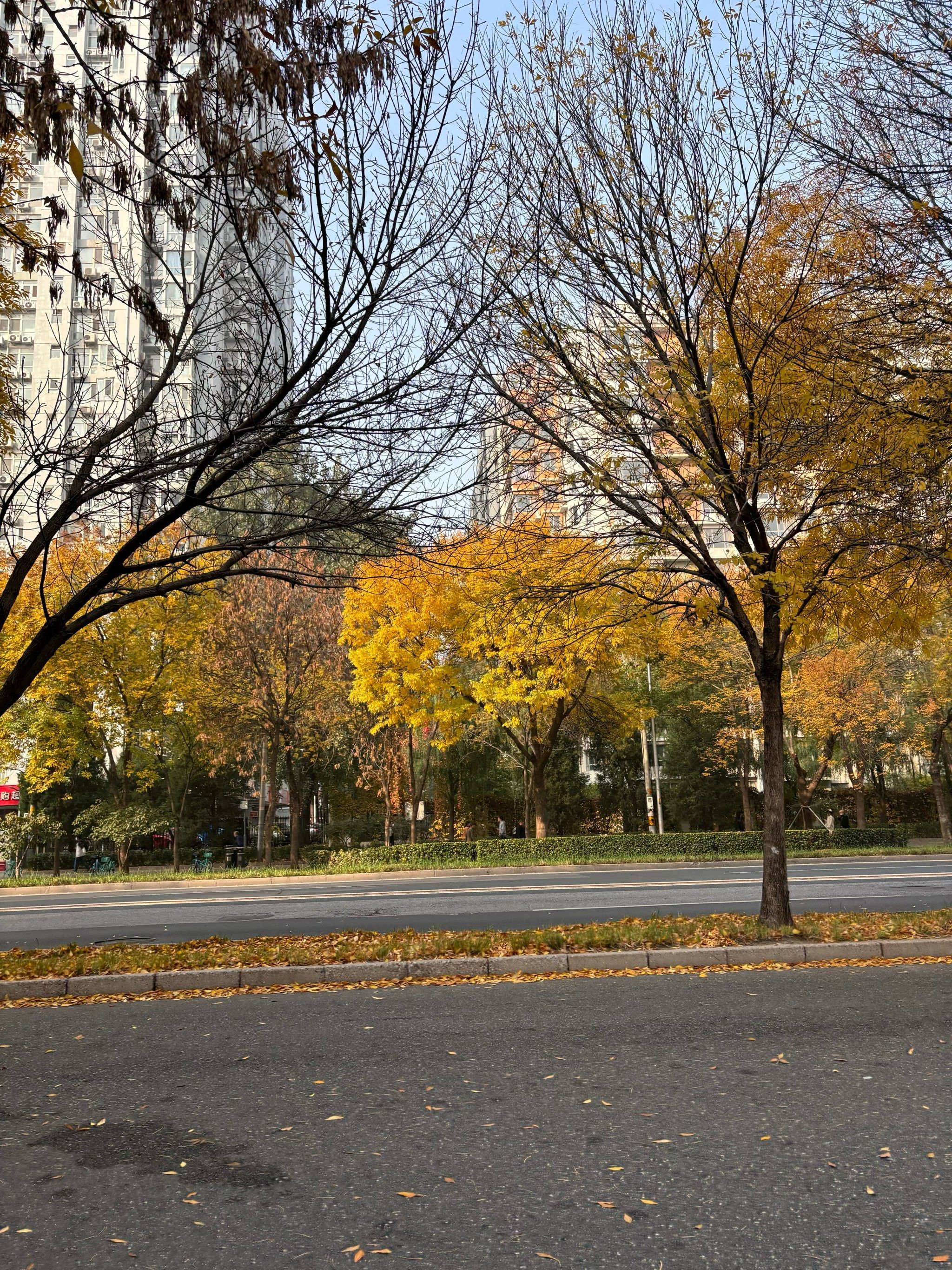 北京秋天的街道到处是惊喜🍂