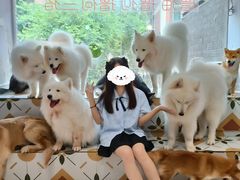 -毛绒耶耶撸宠馆·猫咖·狗咖·荷兰猪咖