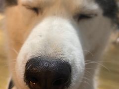 -Husky Go! 哈士奇体验馆·宠物咖啡厅狗咖