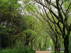 -西湖风景区-江洋畈生态公园