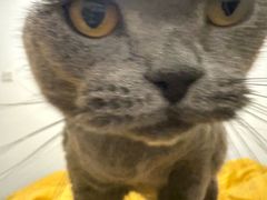 -瑞派康怡24h宠物医院·犬猫医疗中心·微创绝育(瑞景分院)