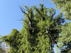 -大槐树寻根祭祖园