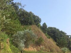 -广州市流溪河国家森林公园