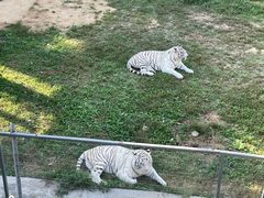 -石家庄市动物园