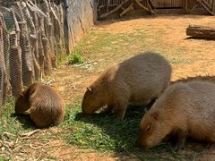 -云南野生动物园
