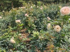 -人民公园(罗湖区)