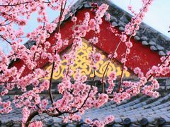 -桃花堤公园