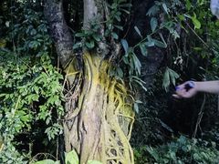 -中国科学院西双版纳热带植物园