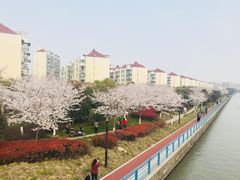 -高东镇樱花园