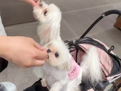-博特宠物医院24h犬猫全科.骨科·异宠