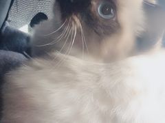 -猫猫幼稚园·撸猫·桌游·电玩