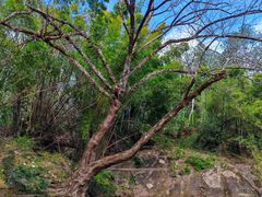 -九曲溪竹筏码头