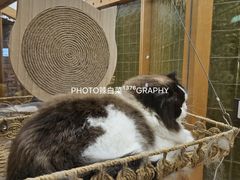 -帕帕拉兹宠物(亚洲旗舰店)