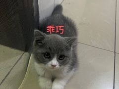 -小猫来了·猫舍(红山六九七九店)