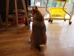 -柴犬高等学院·狗咖·柴犬售卖·宠物训练