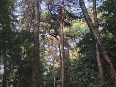 -铁山坪森林公园