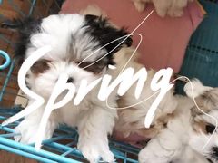 -翊宠yipet猫狗购宠庄园犬舍•猫舍