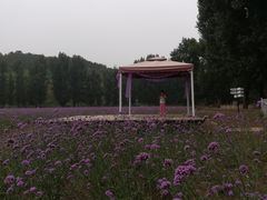 -紫海香堤香草艺术庄园