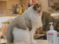 -滚猫咖啡·猫咖·猫友好撸猫(未来城店)