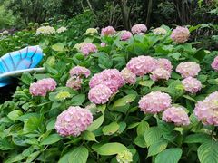 -上海共青森林公园