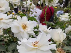 -人民公园(罗湖区)