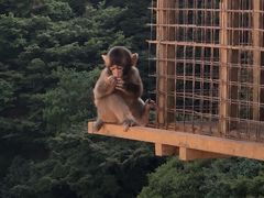 -岚山猴子公园